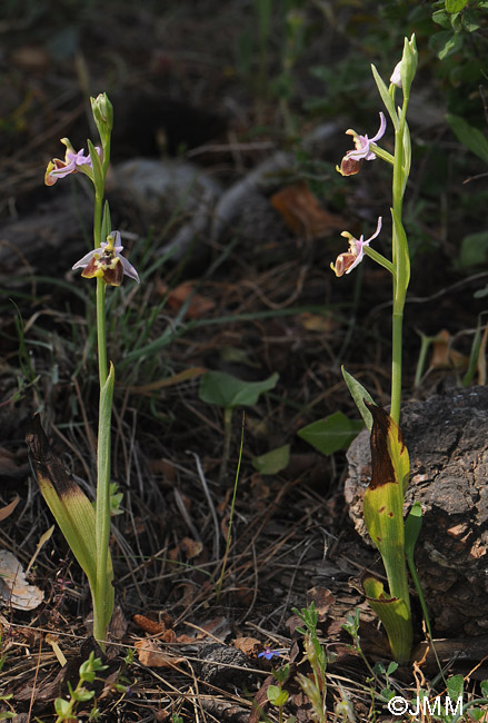 Ophrys candica