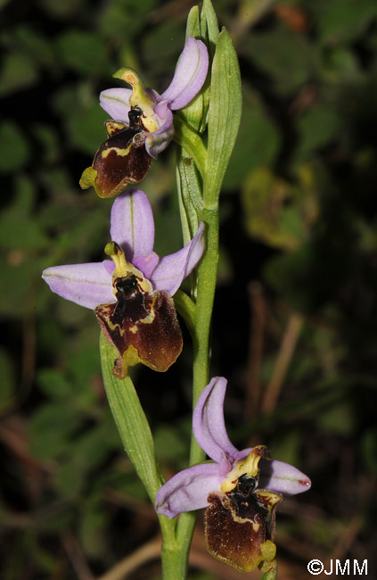 Ophrys candica