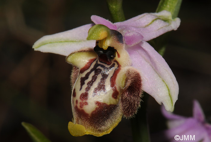 Ophrys candica