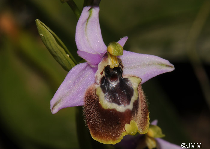 Ophrys candica