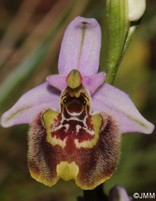 Ophrys candica