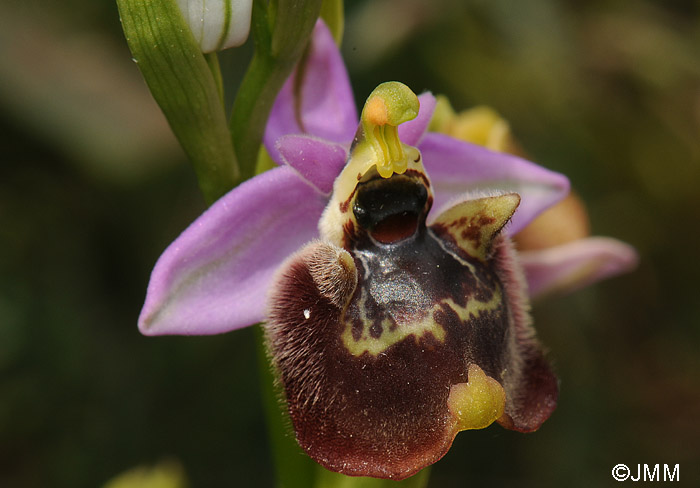 Ophrys candica