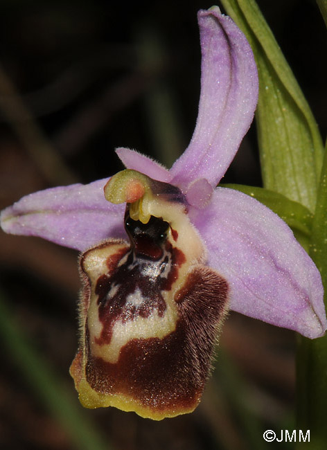 Ophrys candica