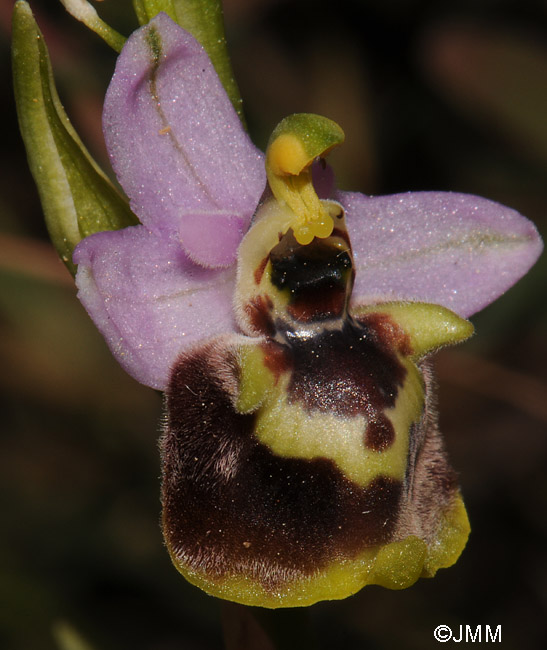 Ophrys candica