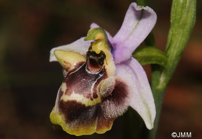 Ophrys candica