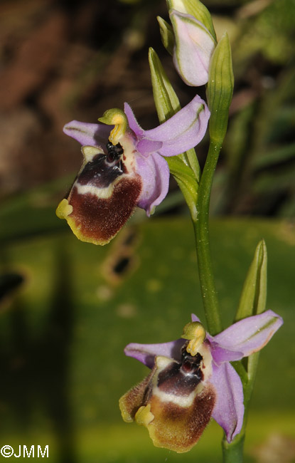 Ophrys candica