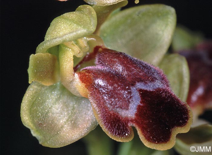 Ophrys cinereophila