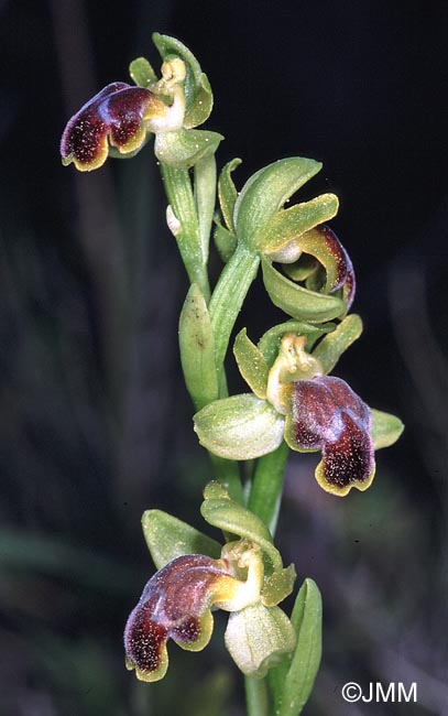 Ophrys cinereophila