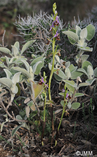 Ophrys colossaea