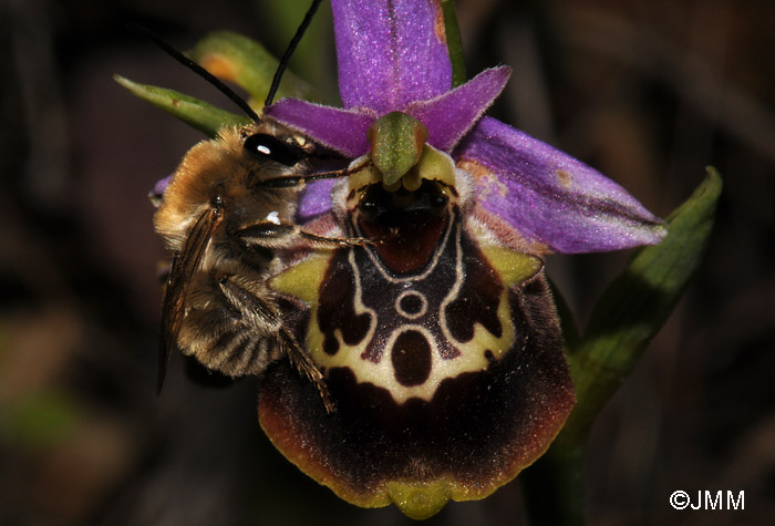 Ophrys colossaea