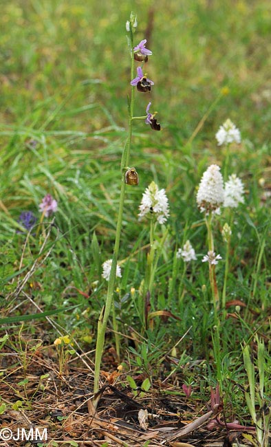 Anacamptis pyramidalis var. brachystachys f. albiflora & Ophrys colossaea