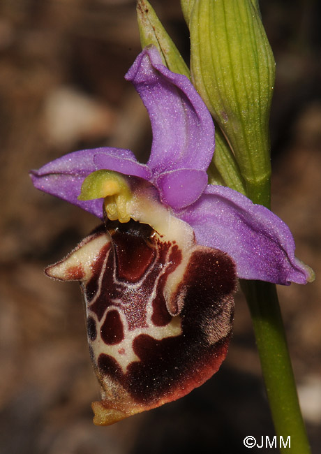 Ophrys colossaea