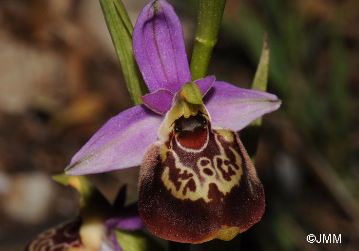 Ophrys colossaea