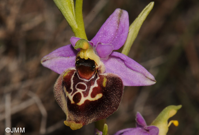 Ophrys colossaea