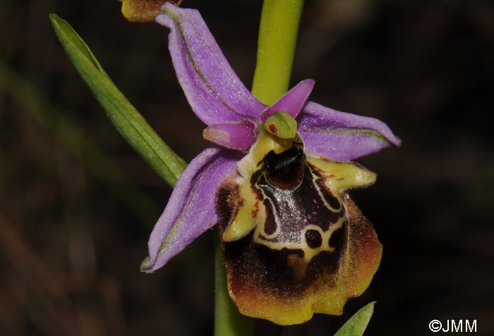 Ophrys colossaea