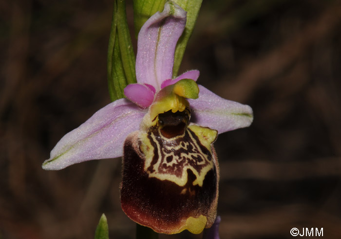 Ophrys colossaea