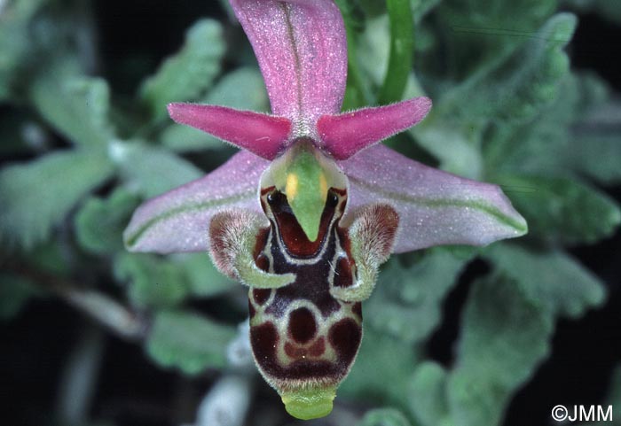 Ophrys cornutula