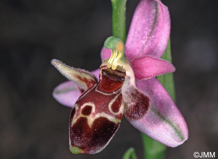 Ophrys cornutula