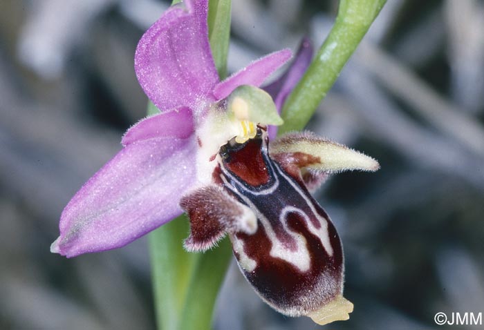 Ophrys cornutula