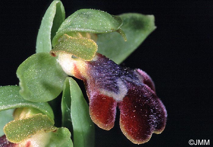 Ophrys creutzburgii