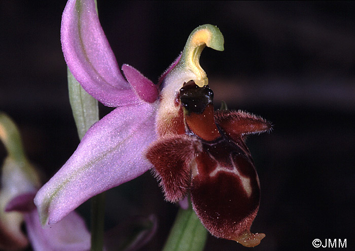 Ophrys dodecanensis