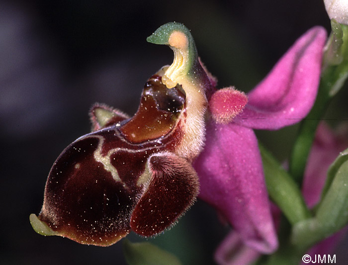 Ophrys dodecanensis