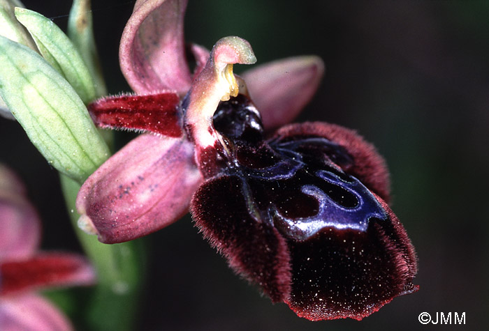 Ophrys eos x reinholdii
