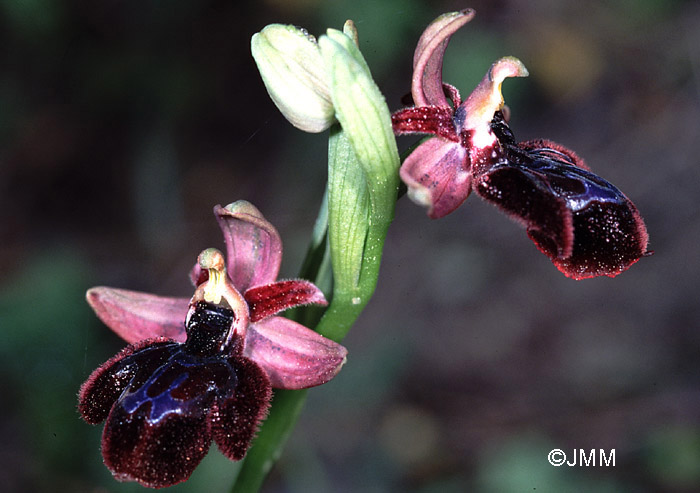 Ophrys eos x reinholdii