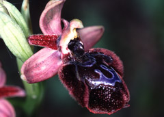 Ophrys eos x reinholdii