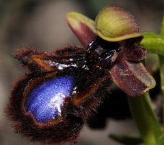 Ophrys eos