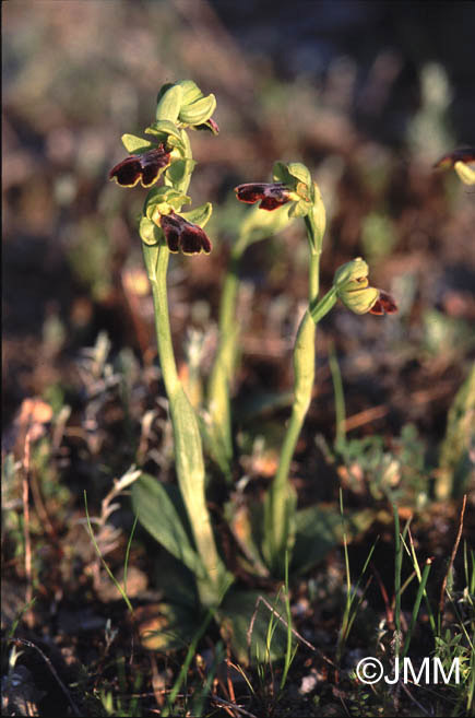 Ophrys eptapigiensis