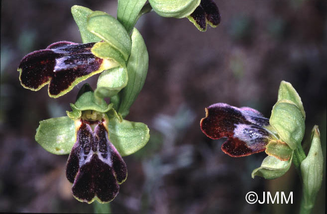 Ophrys eptapigiensis