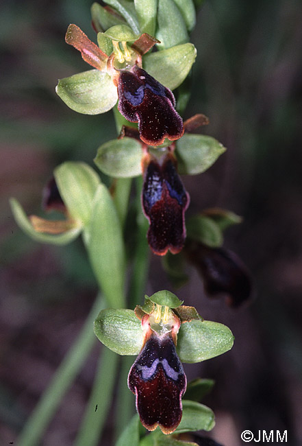 Ophrys eptapigiensis