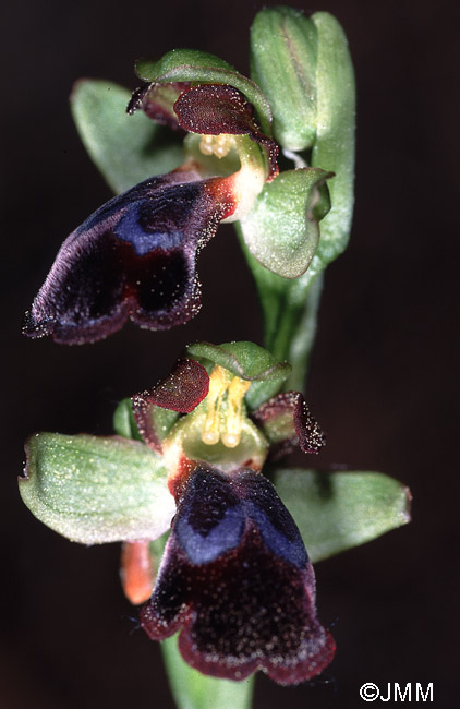 Ophrys eptapigiensis