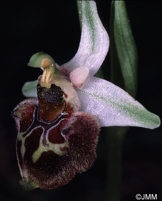 Ophrys oreas 