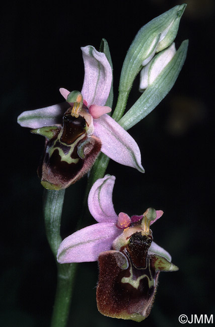 Ophrys oreas 