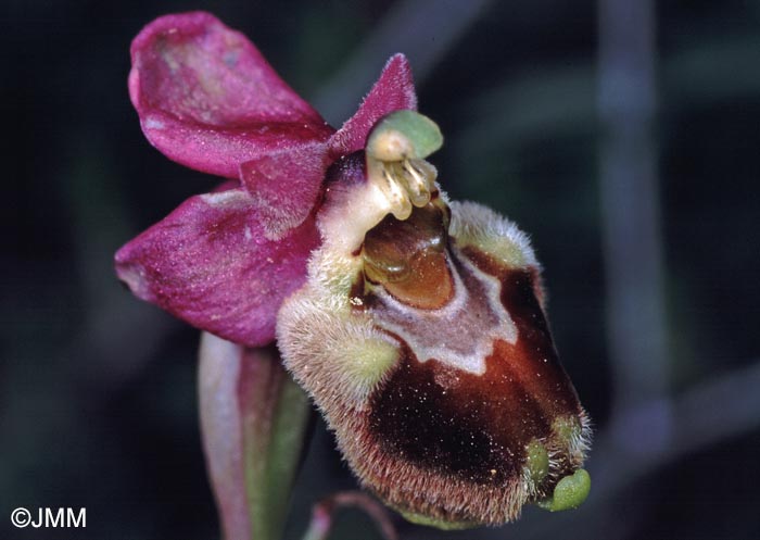 Ophrys korae