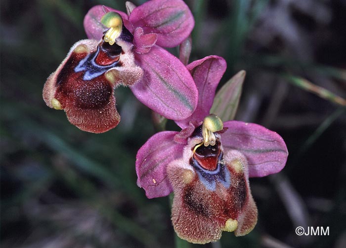 Ophrys leochroma