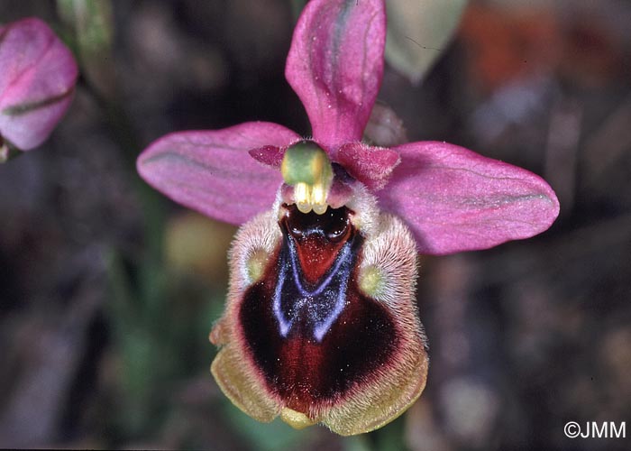 Ophrys leochroma