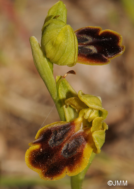 Ophrys lindia