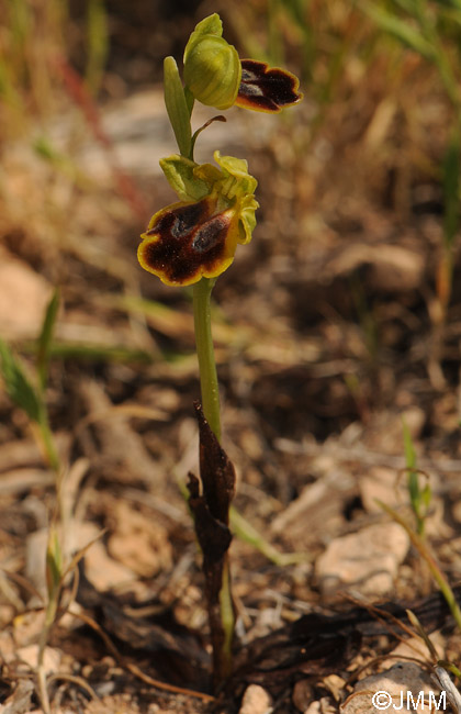 Ophrys lindia