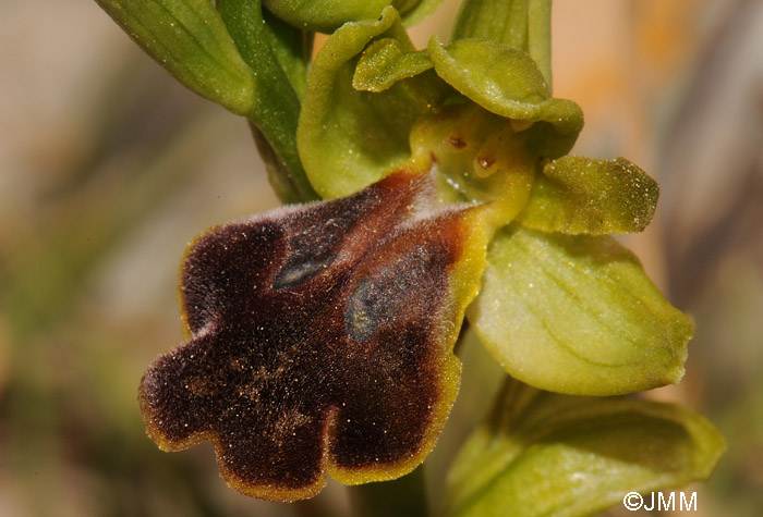 Ophrys lindia