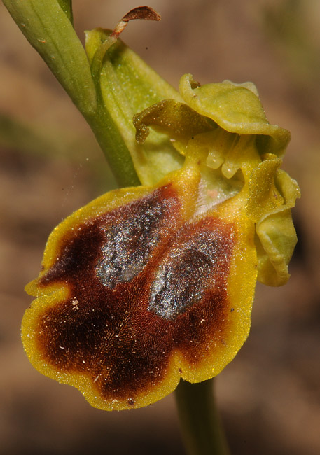 Ophrys lindia