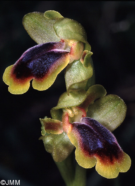 Ophrys lindia