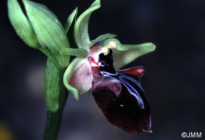 Ophrys mammosa