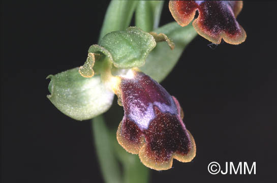 Ophrys persephonae