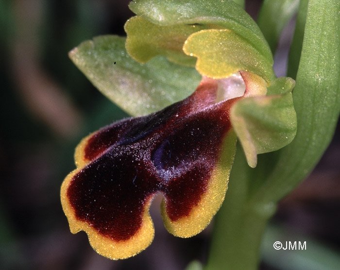 Ophrys persephonae 