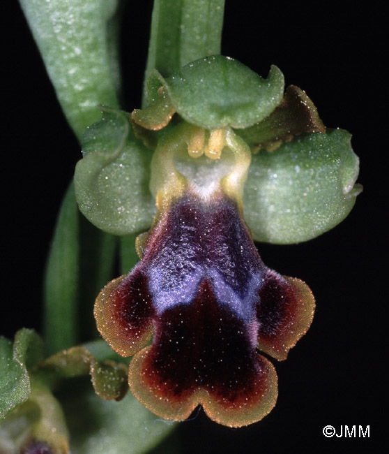 Ophrys persephonae