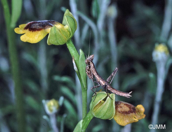 Ophrys phryganae