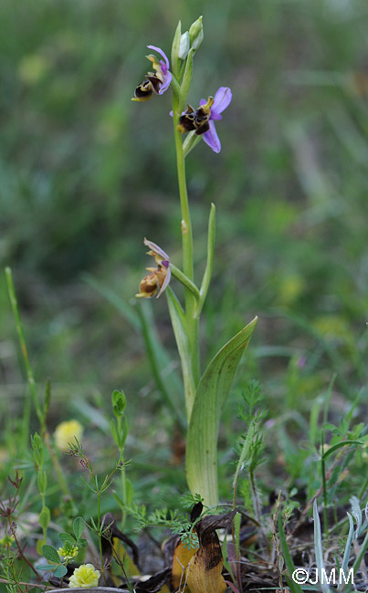 Ophrys polyxo